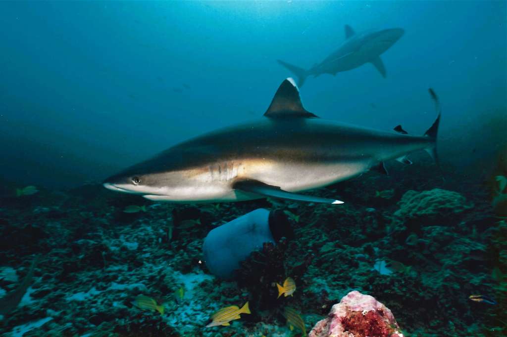 Shark diving with Texas Yeti