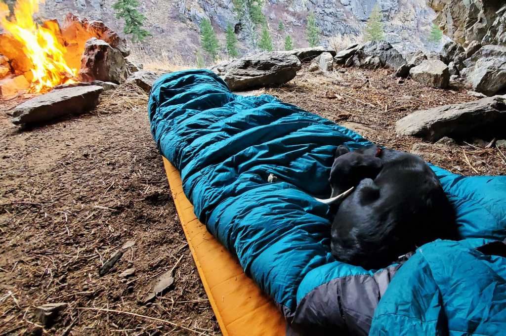 Greer the Trail Dog