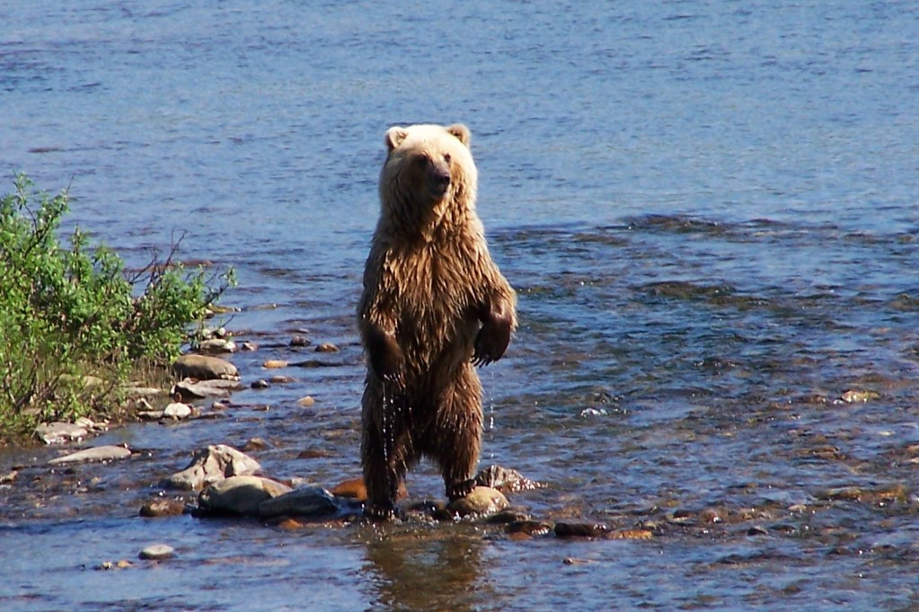 Grizzly Cub at Cripple River