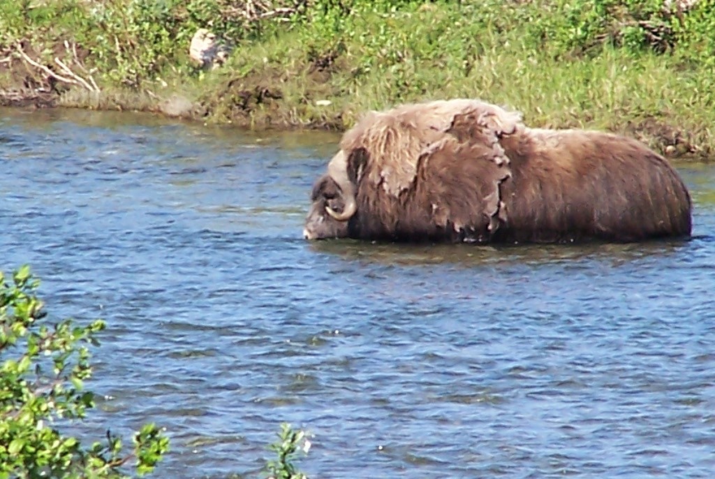 Musk Ox at Cripple River