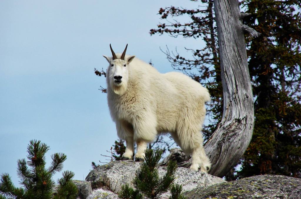 White Goat in The Frank